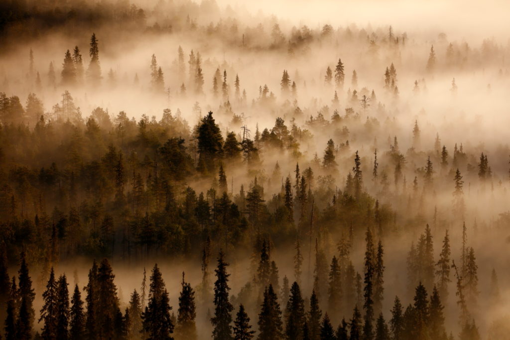 Un oeil sur la Nature | FINLANDE – La Ruska en Laponie