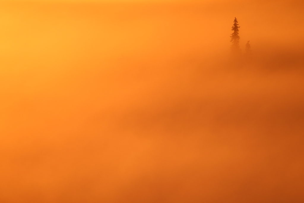 Un oeil sur la Nature | FINLANDE – La Ruska en Laponie