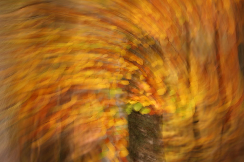 Un oeil sur la Nature | FRANCE – Ambiances automnales en Cévennes