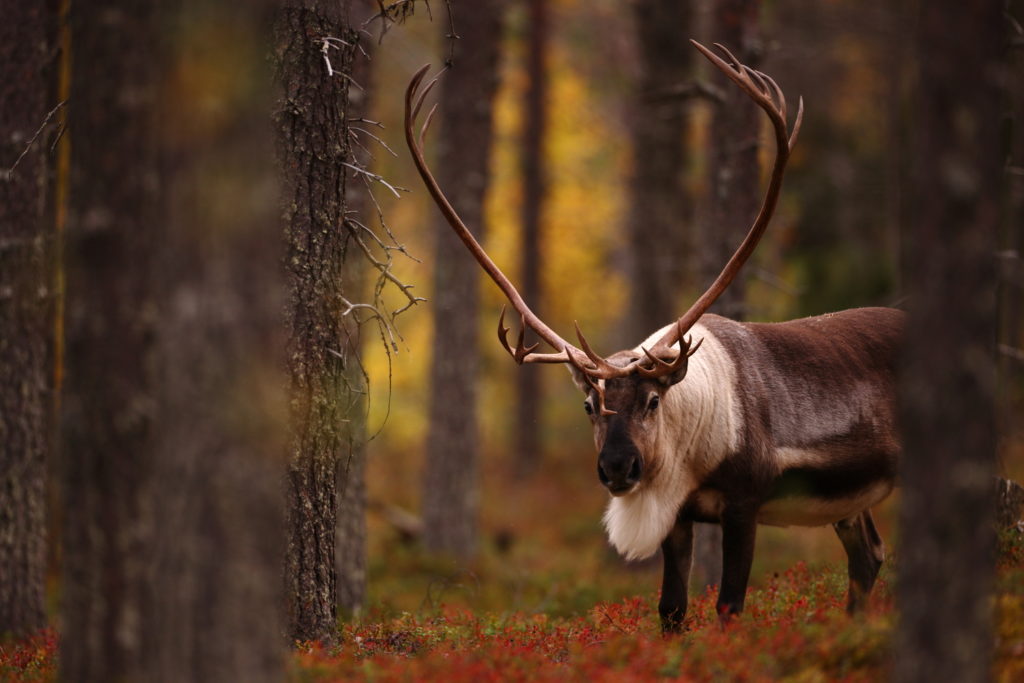 Un oeil sur la Nature | FINLANDE – La Ruska en Laponie