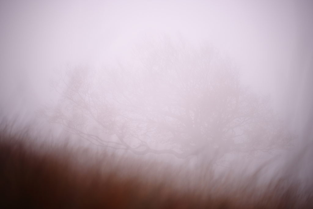 Un oeil sur la Nature | FRANCE – Ambiances automnales en Cévennes