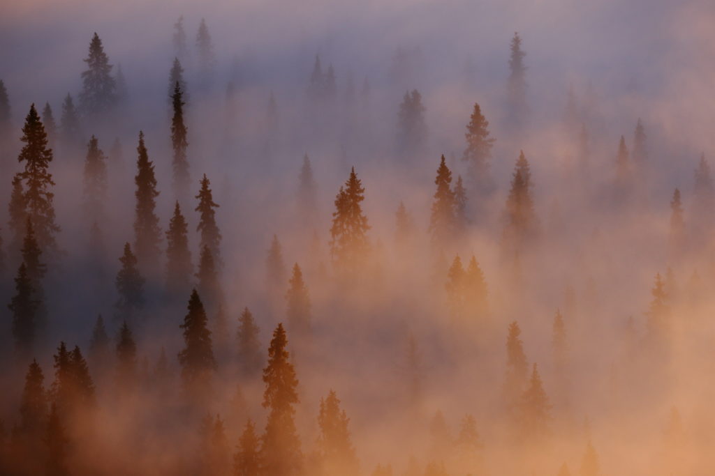 Un oeil sur la Nature | FINLANDE – La Ruska en Laponie