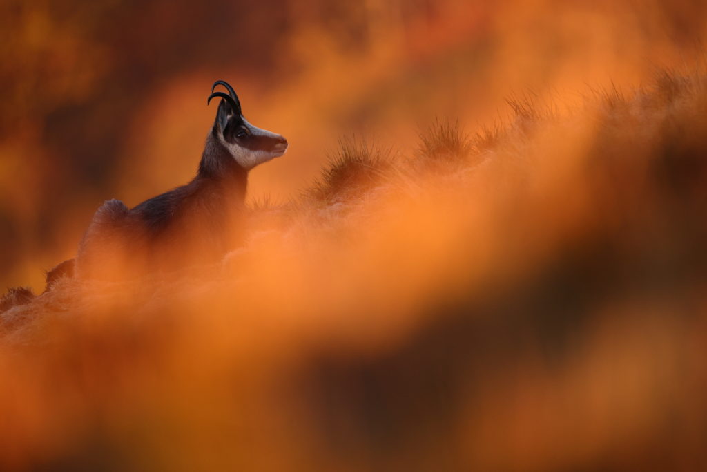 Un oeil sur la Nature | FRANCE – Dans l’univers du chamois des Vosges