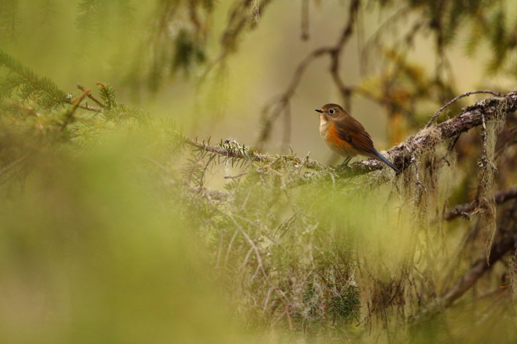 Un oeil sur la Nature | FINLANDE – La Ruska en Laponie