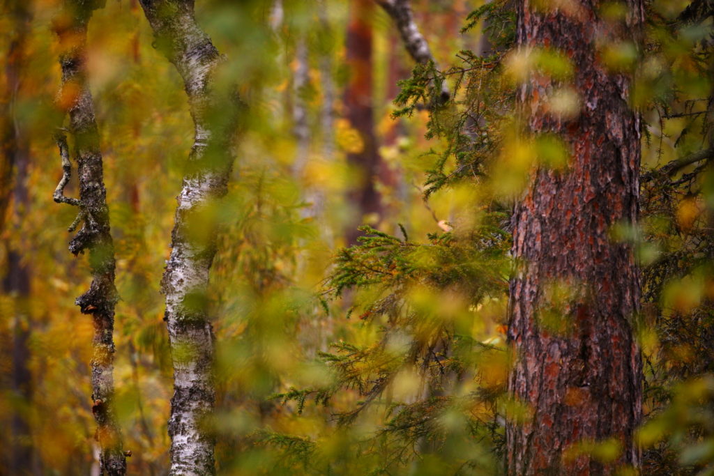 Un oeil sur la Nature | FINLANDE – La Ruska en Laponie