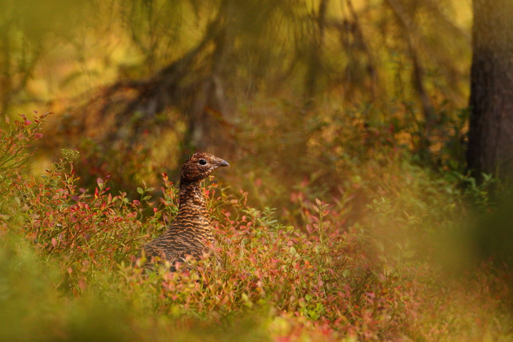 Un oeil sur la Nature | FINLANDE – La Ruska en Laponie