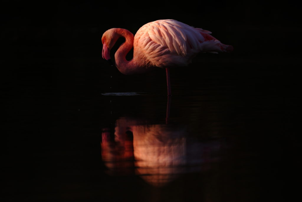 Un oeil sur la Nature | FRANCE – La parade du flamant rose