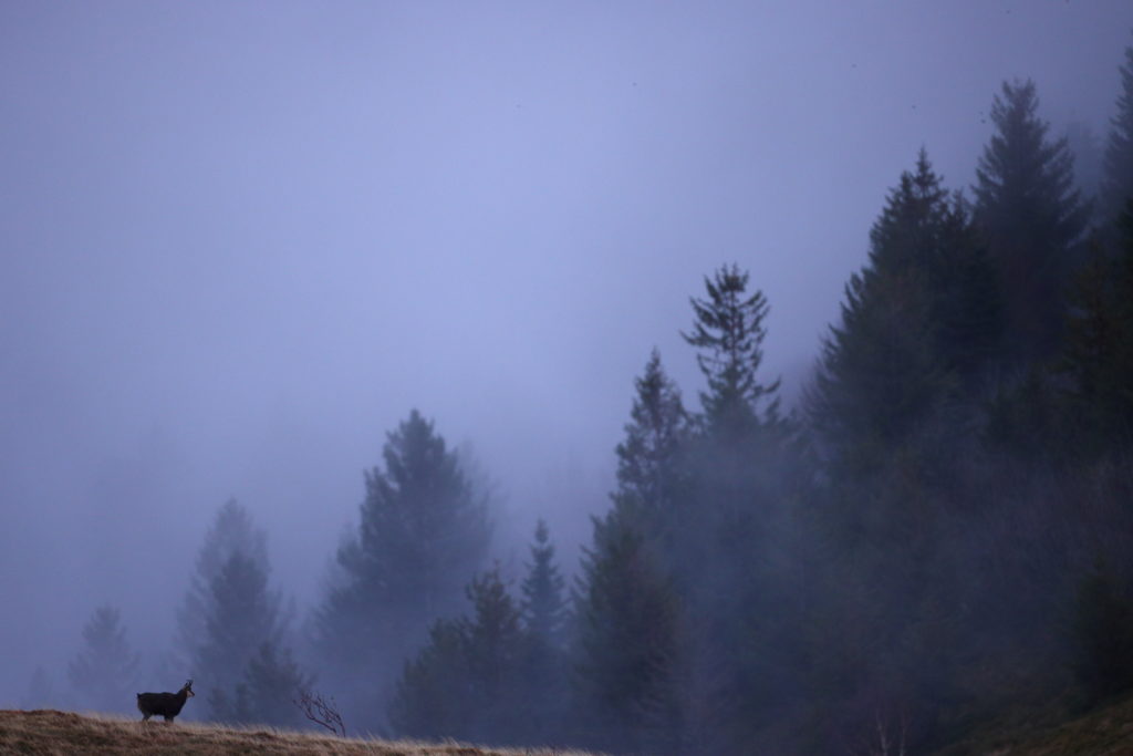 Un oeil sur la Nature | FRANCE – Dans l’univers du chamois des Vosges