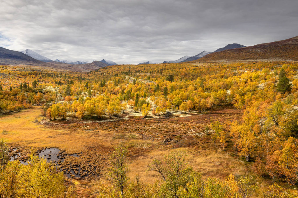 Un oeil sur la Nature | NORVÈGE – Bœufs musqués en automne