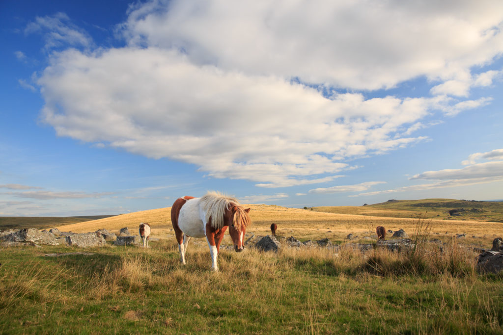Un oeil sur la Nature | ANGLETERRE – Côtes sauvages de Cornouailles et du Devon