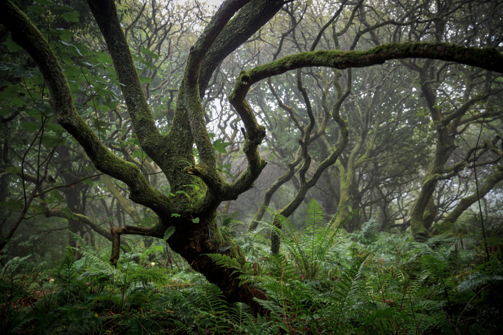 Un oeil sur la Nature | ANGLETERRE – Côtes sauvages de Cornouailles et du Devon