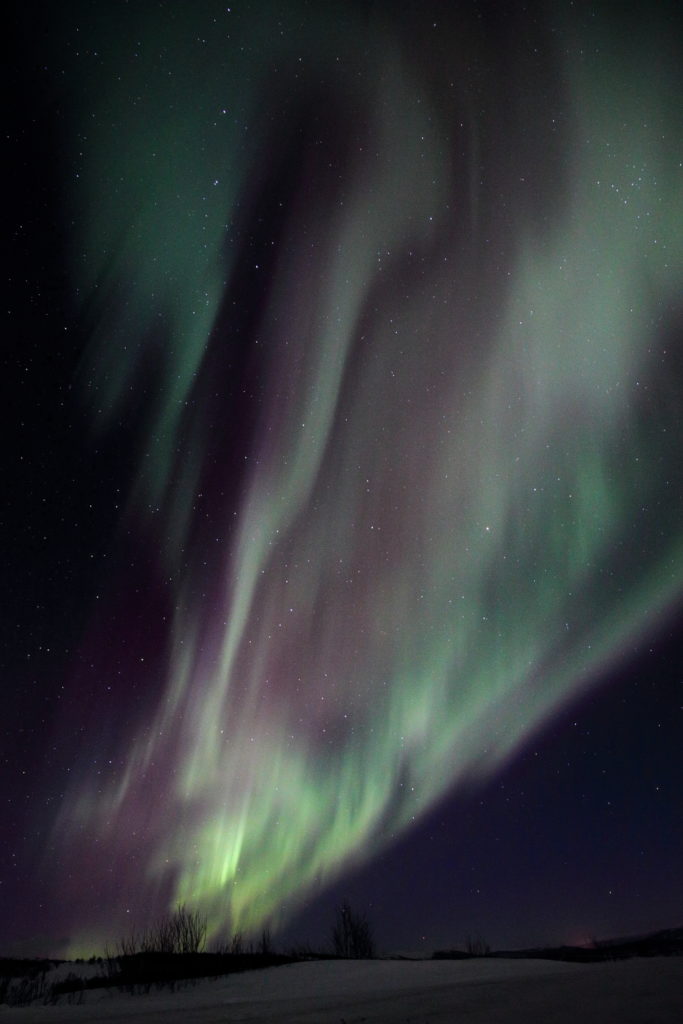 Un oeil sur la Nature | NORVEGE – Au pays des bœufs musqués