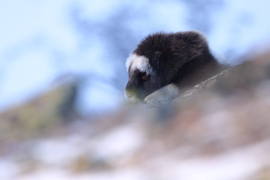 Un oeil sur la Nature | NORVEGE – Au pays des bœufs musqués