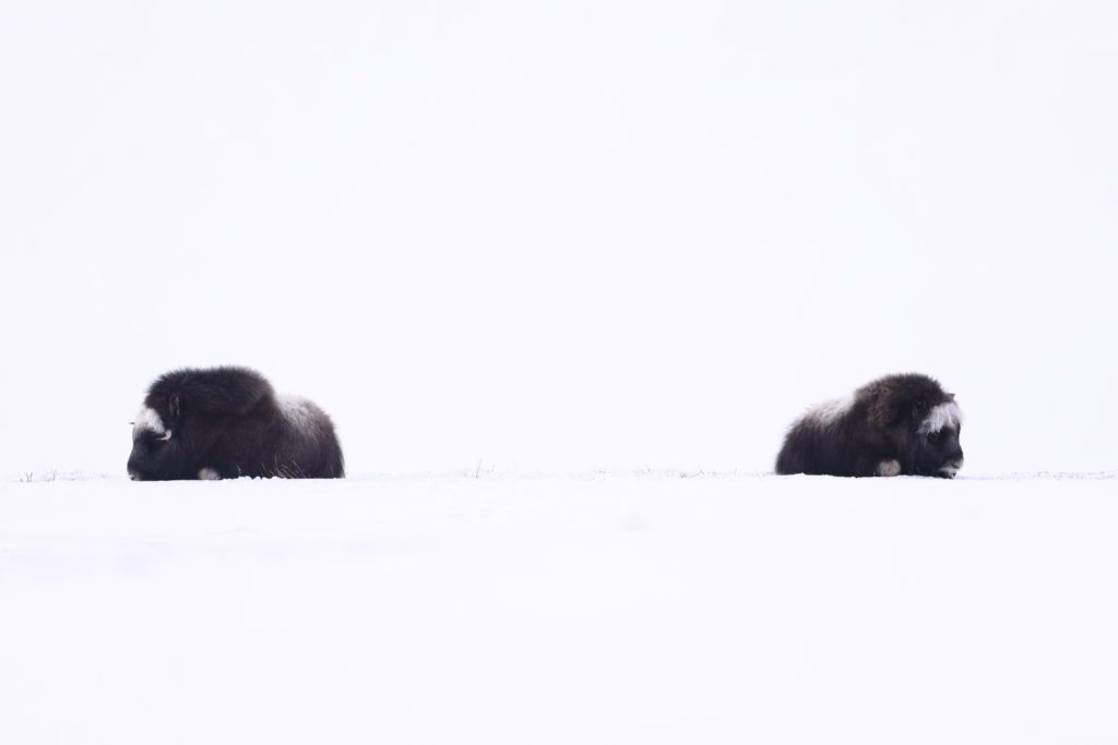 Un oeil sur la Nature | NORVEGE – Au pays des bœufs musqués