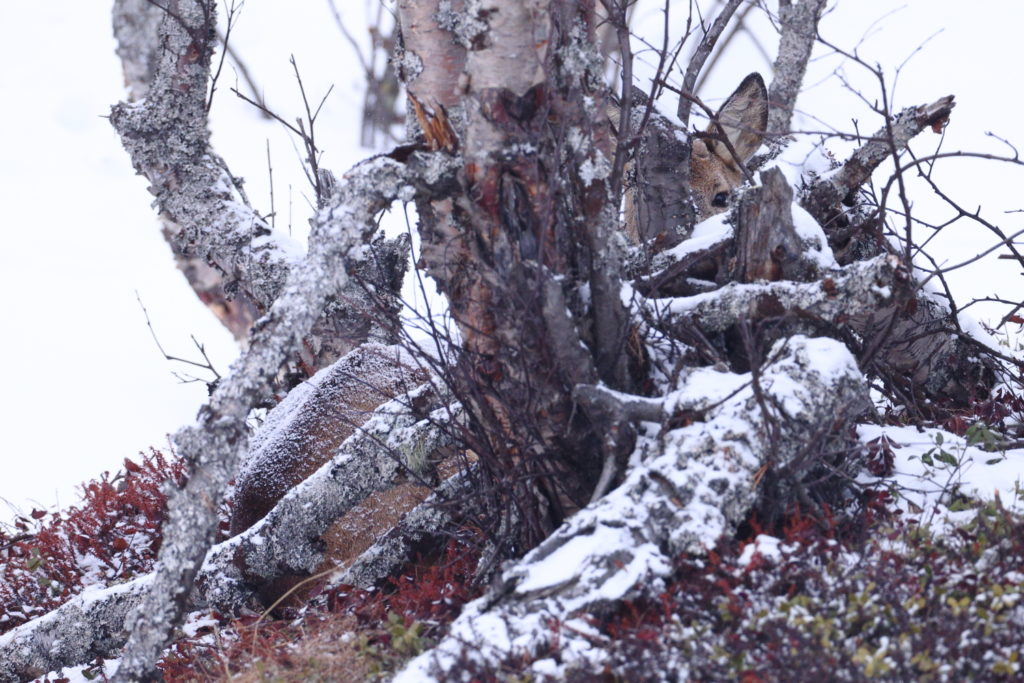 Un oeil sur la Nature | NORVEGE – Au pays des bœufs musqués