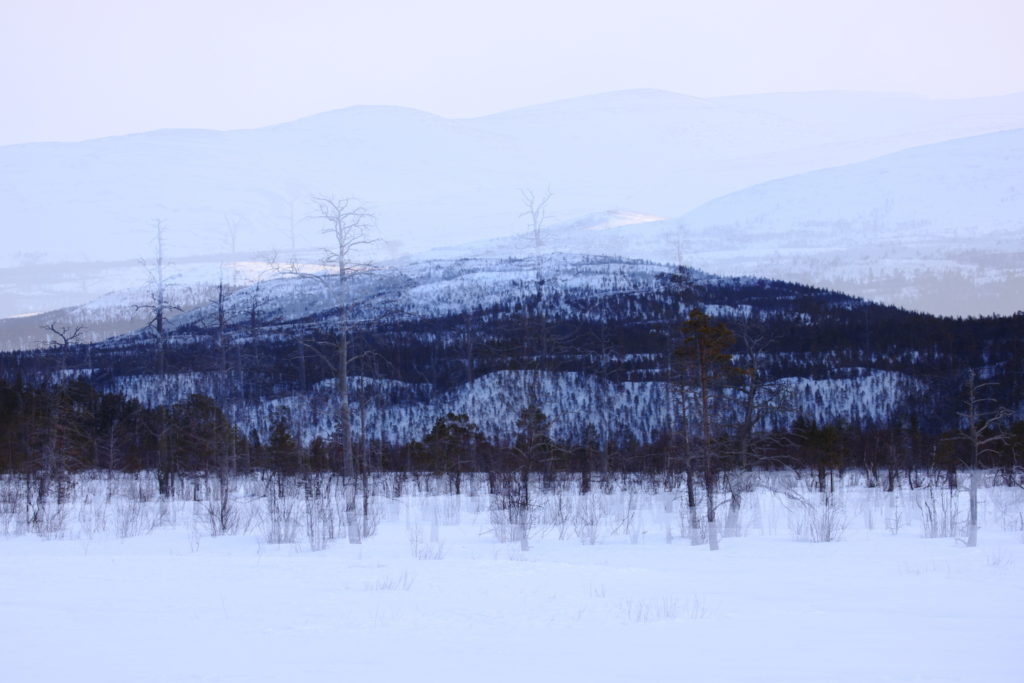 Un oeil sur la Nature | NORVEGE – Au pays des bœufs musqués