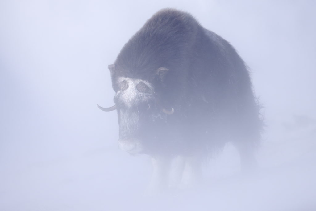 Un oeil sur la Nature | NORVEGE – Au pays des bœufs musqués