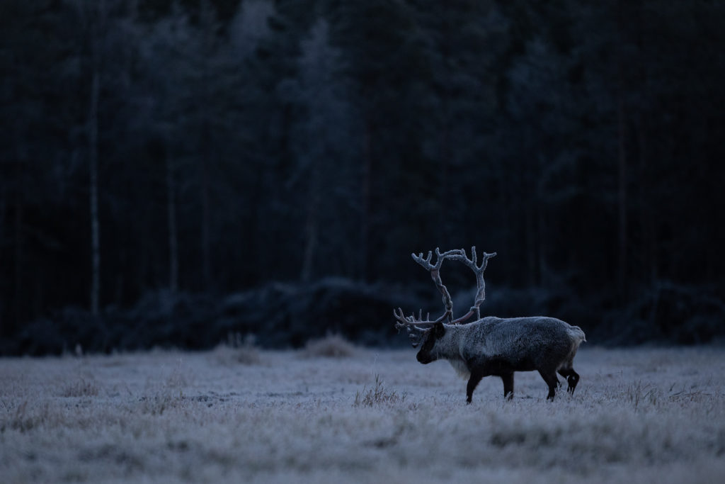 Un oeil sur la Nature | NORVÈGE – Laponie norvégienne en automne