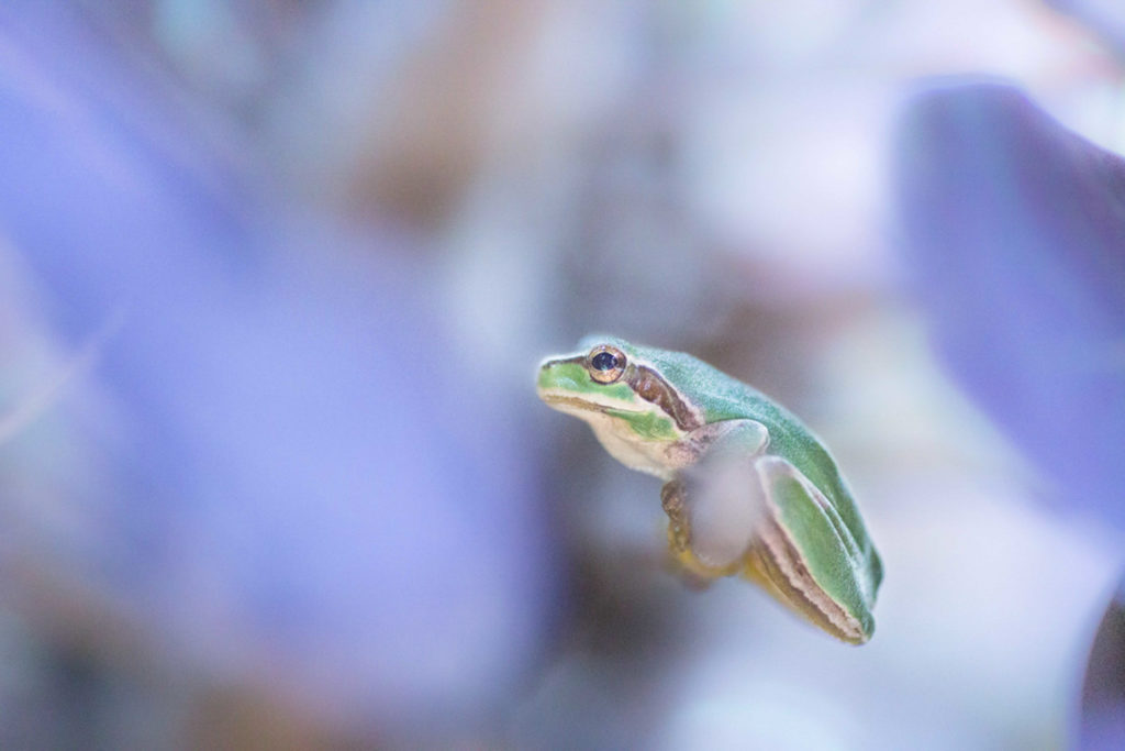 Un oeil sur la Nature | FRANCE – La Camargue au printemps