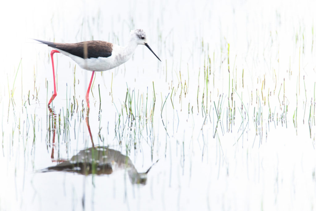 Un oeil sur la Nature | FRANCE – La Camargue au printemps