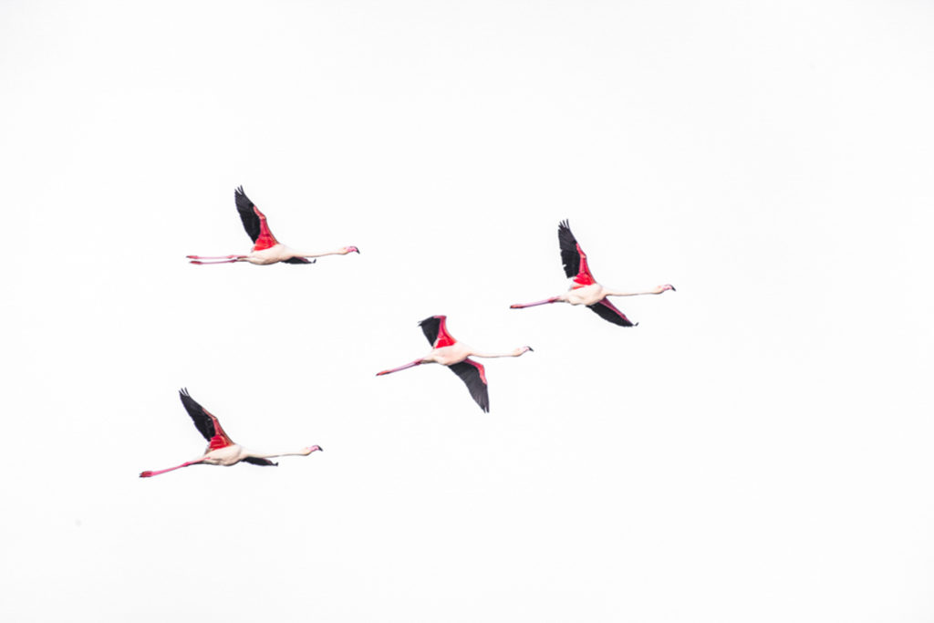 Un oeil sur la Nature | FRANCE – La Camargue au printemps