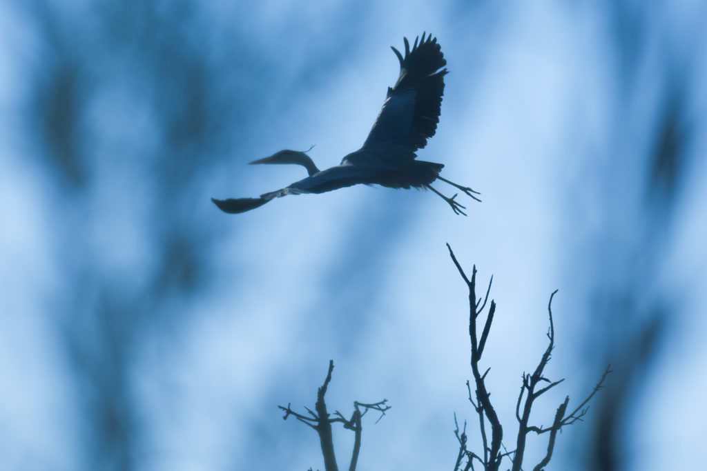 Un oeil sur la Nature | FRANCE – La Camargue au printemps