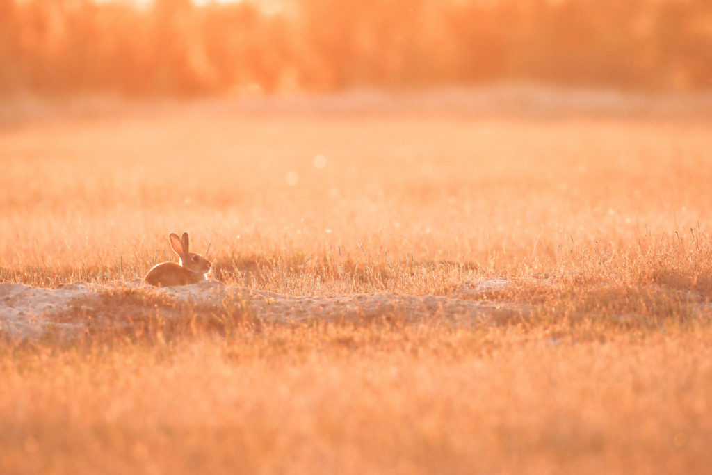 Un oeil sur la Nature | FRANCE – La Camargue au printemps