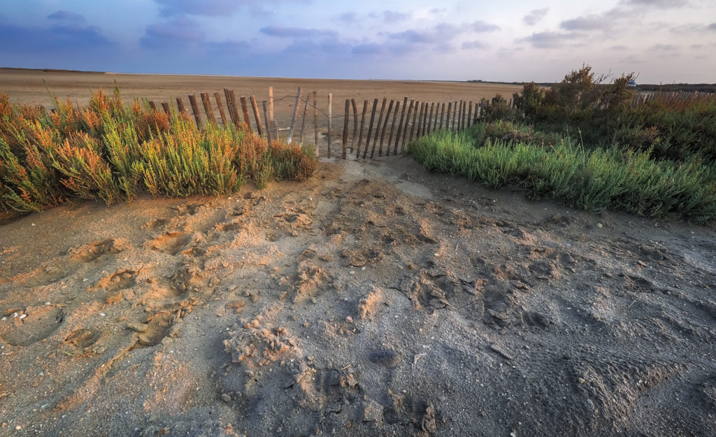 Un oeil sur la Nature | FRANCE – La Camargue au printemps