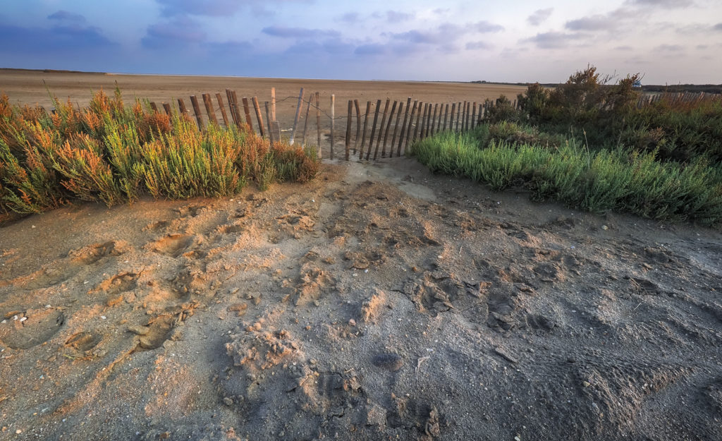 Un oeil sur la Nature | FRANCE – La Camargue au printemps