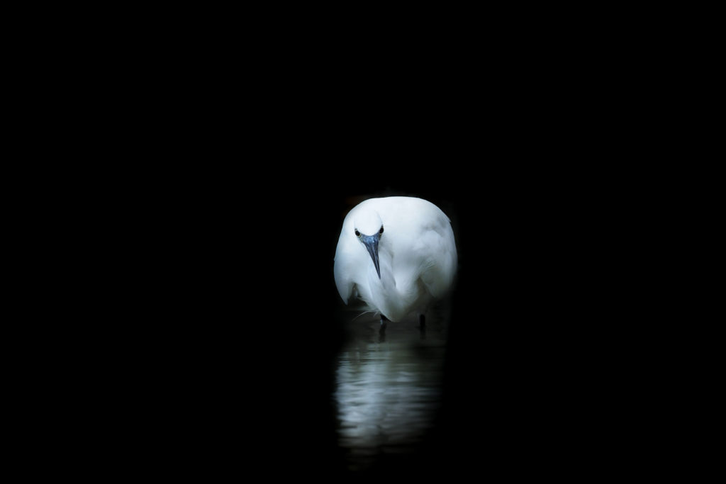 Un oeil sur la Nature | FRANCE – La Camargue au printemps