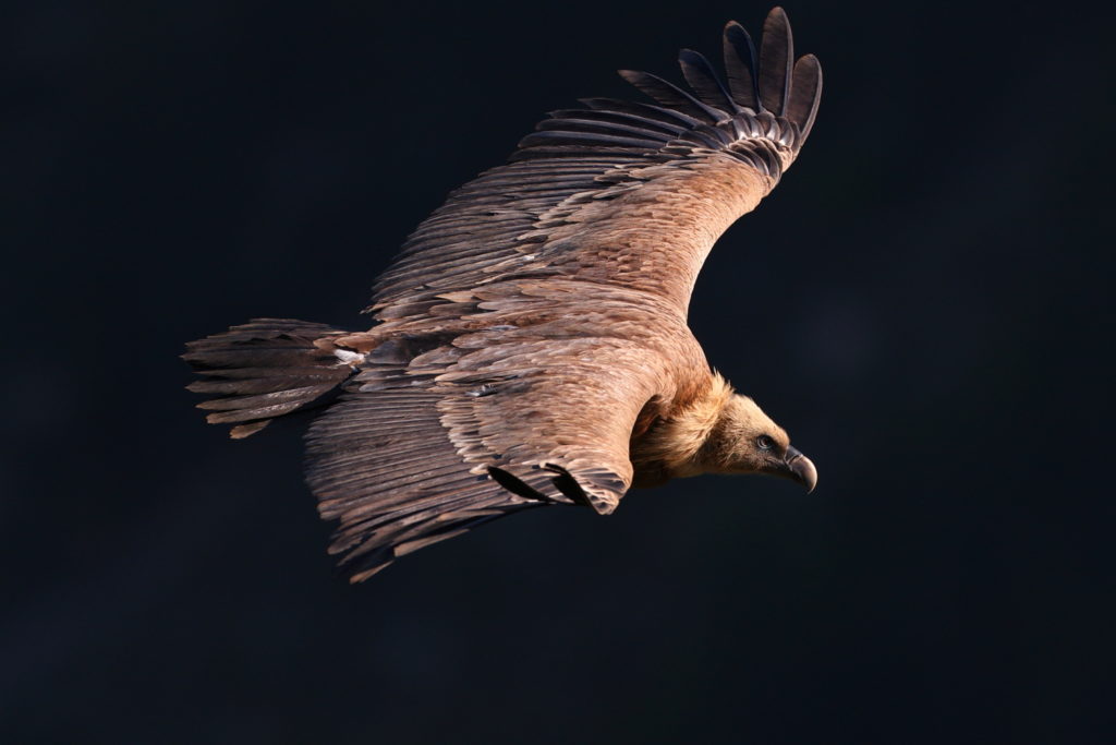 Un oeil sur la Nature | FRANCE – Oiseaux méditerranéens