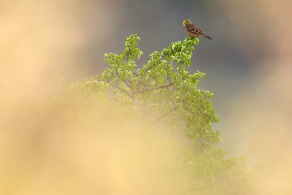 Un oeil sur la Nature | FRANCE – Oiseaux méditerranéens