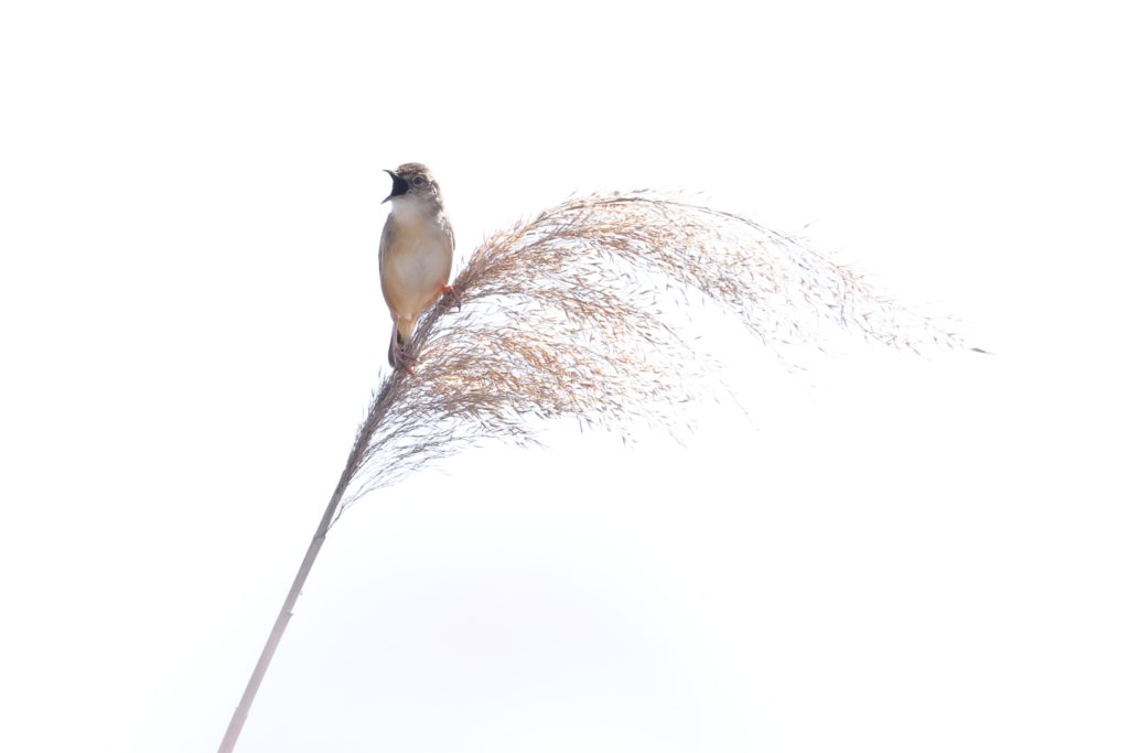 Un oeil sur la Nature | FRANCE – Oiseaux méditerranéens