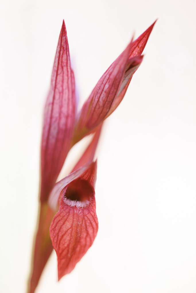 Un oeil sur la Nature | FRANCE – Orchidées sauvages