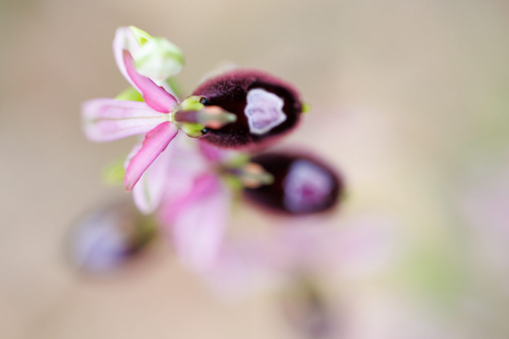Un oeil sur la Nature | FRANCE – Orchidées sauvages