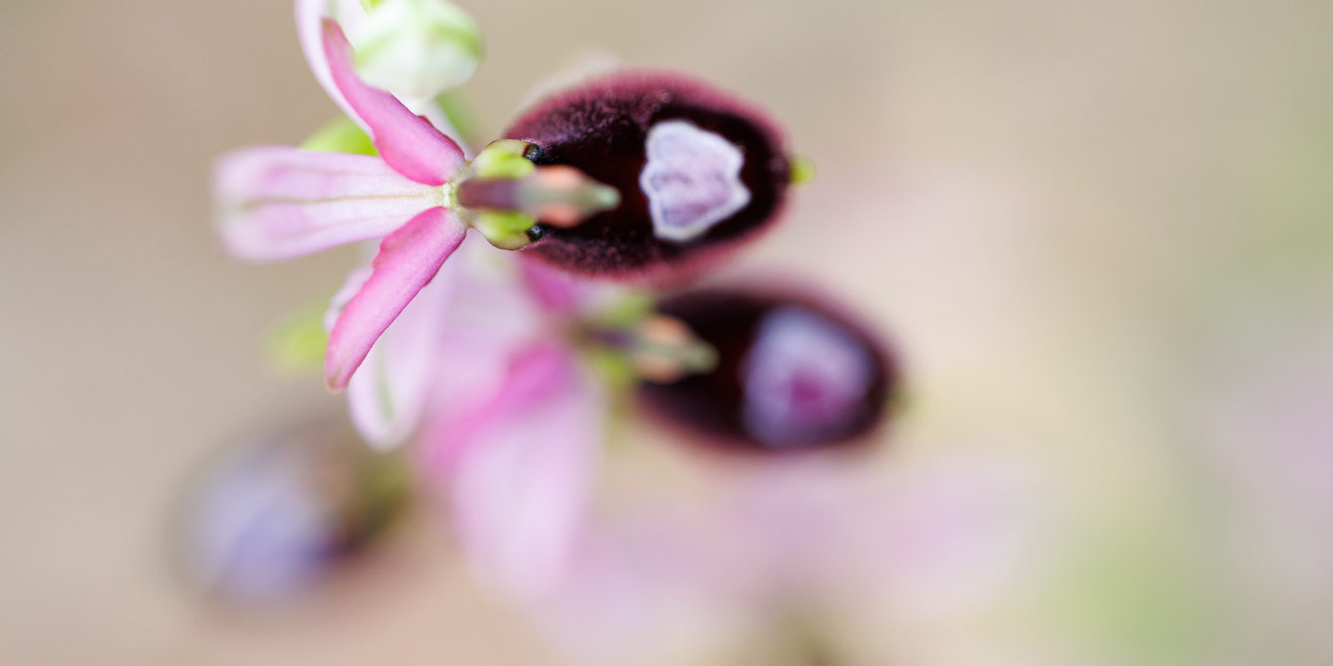 les pseudo-yeux sur un Ophrys drumana