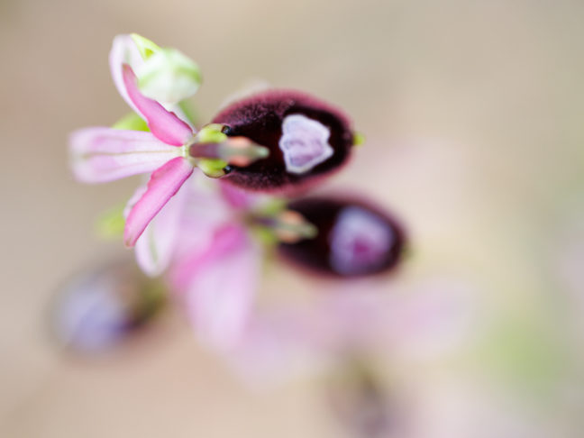 les pseudo-yeux sur un Ophrys drumana