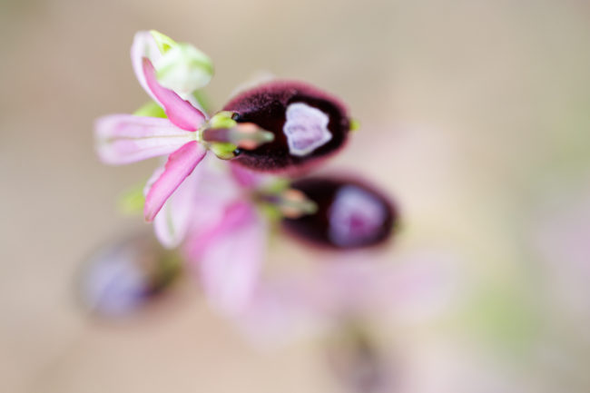 les pseudo-yeux sur un Ophrys drumana
