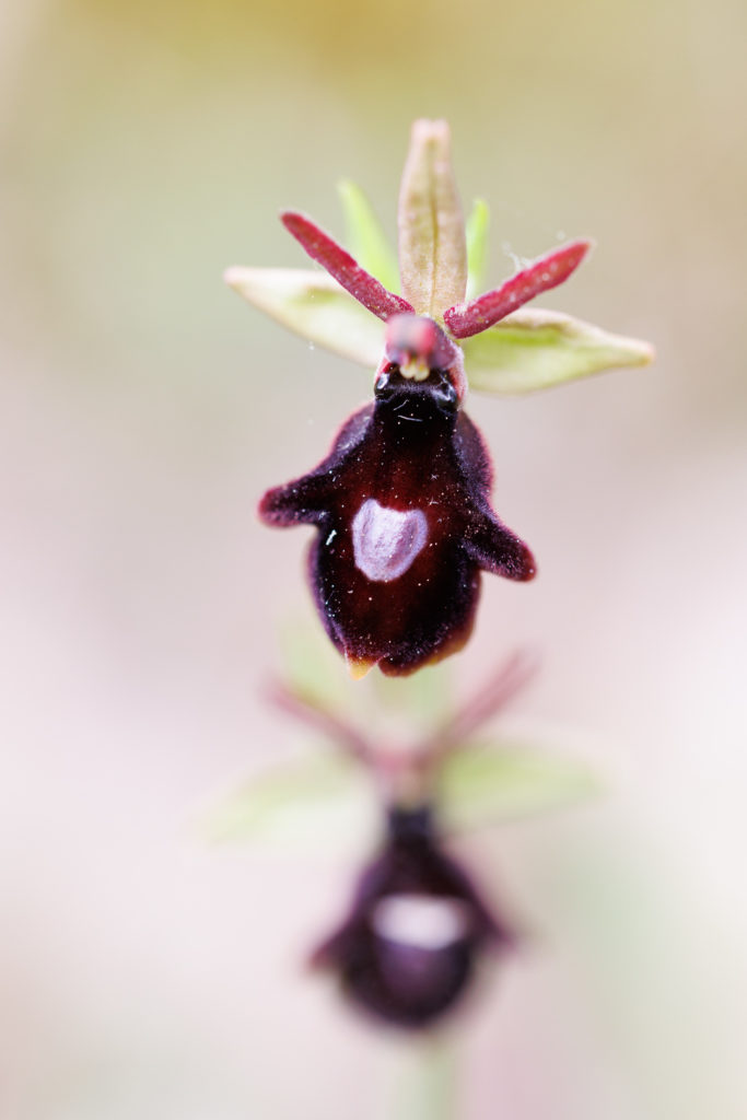 Un oeil sur la Nature | FRANCE – Orchidées sauvages