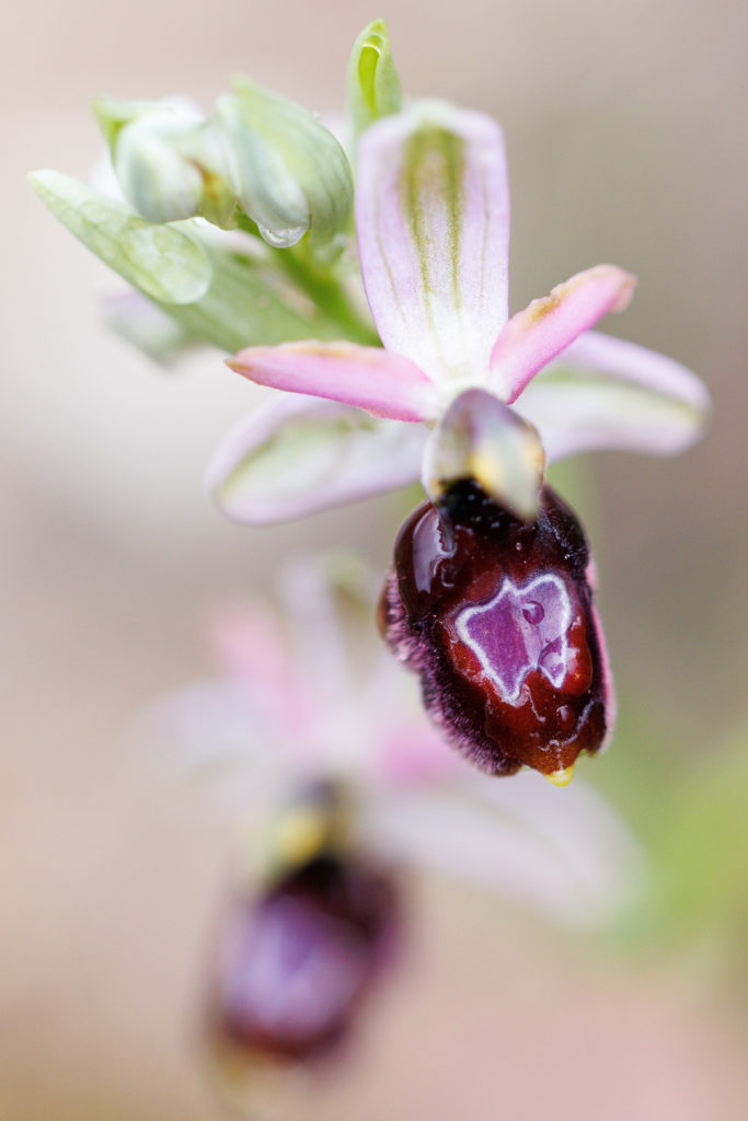 Un oeil sur la Nature | FRANCE – Orchidées sauvages