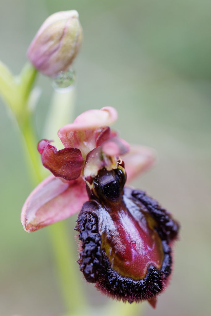 Un oeil sur la Nature | FRANCE – Orchidées sauvages