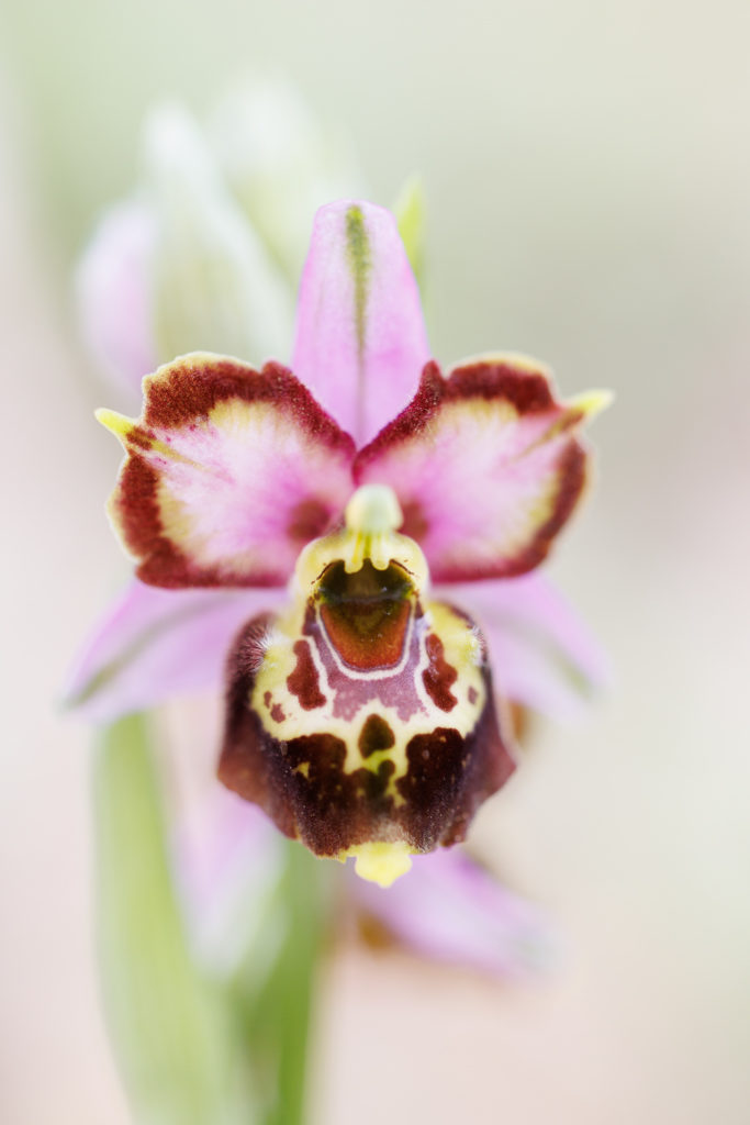 Un oeil sur la Nature | FRANCE – Orchidées sauvages