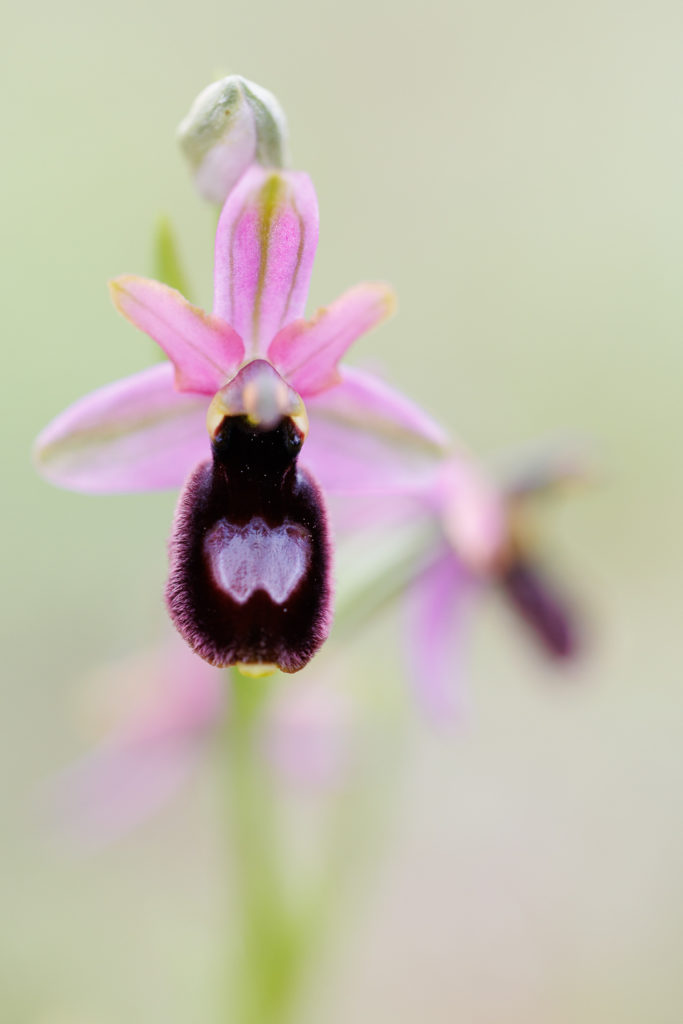 Un oeil sur la Nature | FRANCE – Orchidées sauvages