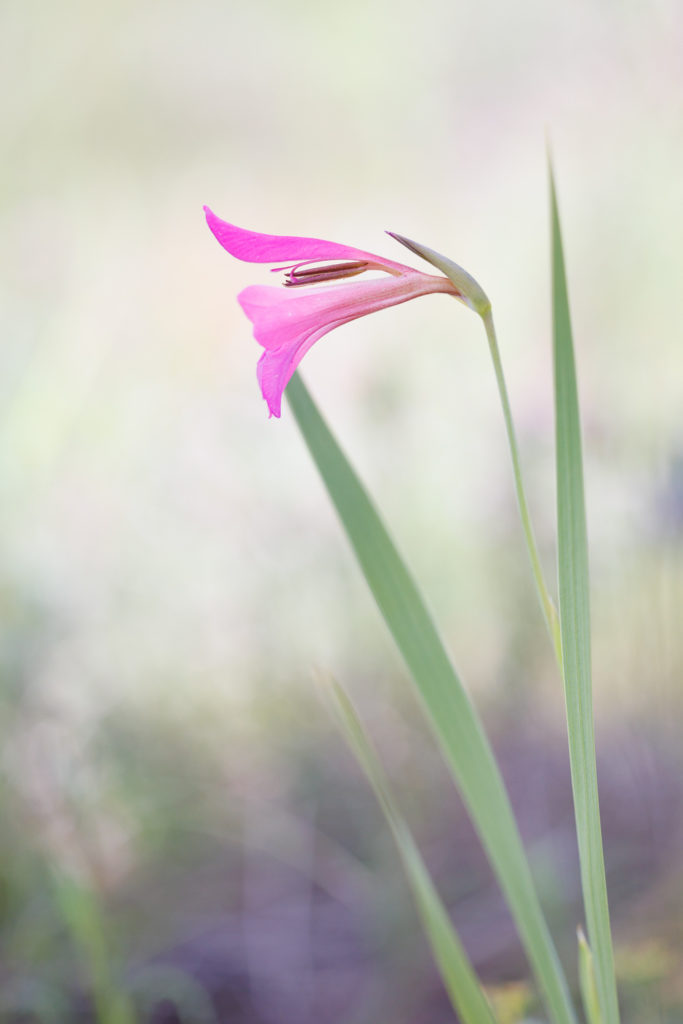 Un oeil sur la Nature | FRANCE – Orchidées sauvages