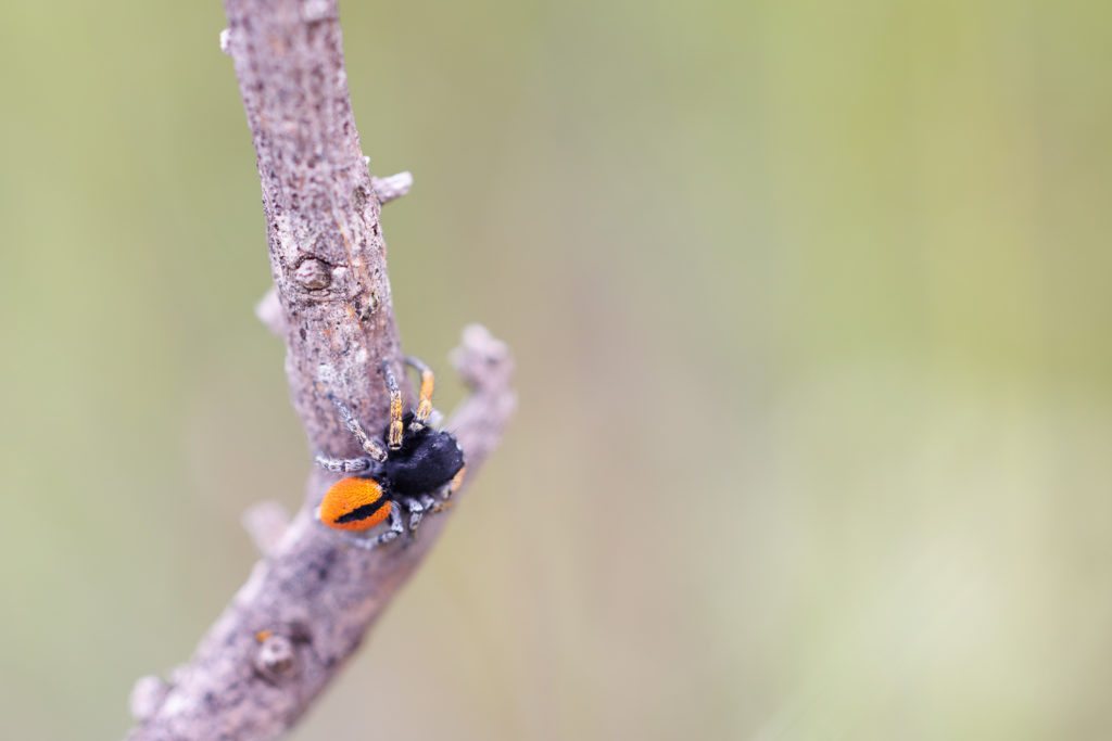 Un oeil sur la Nature | FRANCE – Orchidées sauvages