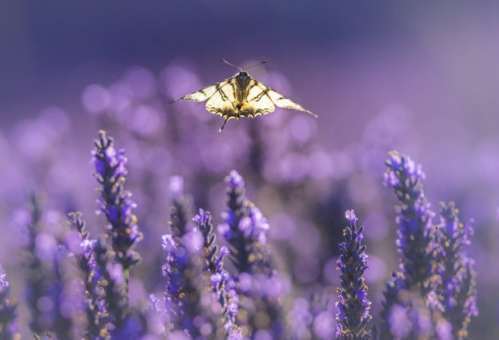 Un oeil sur la Nature | FRANCE – Stage photo en Provence