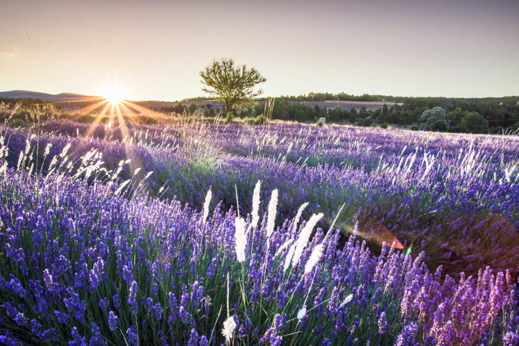 Un oeil sur la Nature | FRANCE – Stage photo en Provence