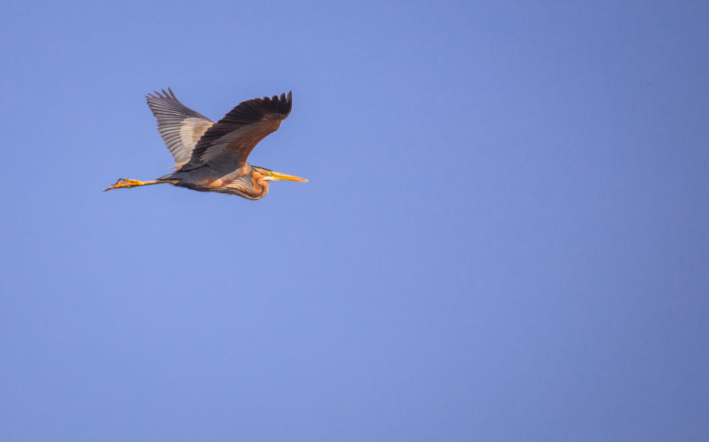 Un oeil sur la Nature | ROUMANIE – Le delta du Danube