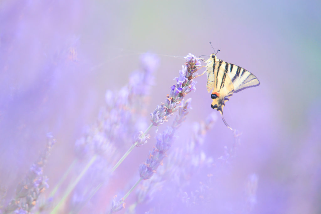 Un oeil sur la Nature | FRANCE – Stage photo en Provence