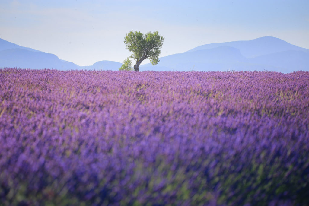 Un oeil sur la Nature | FRANCE – Stage photo en Provence